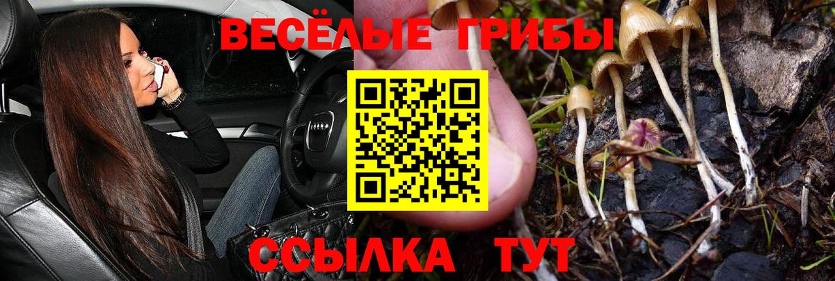 Псилоцибиновые грибы Psilocybe Чусовой